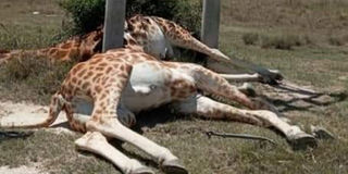 Giraffes electrocuted at Soysambu
