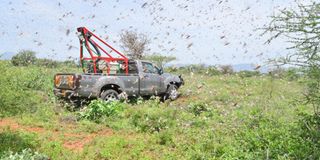 Locusts in Kajiado