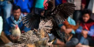 traditional cock fight