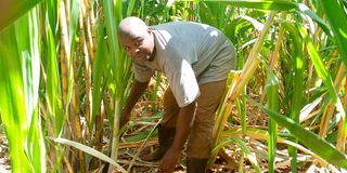 Sugarcane farmer