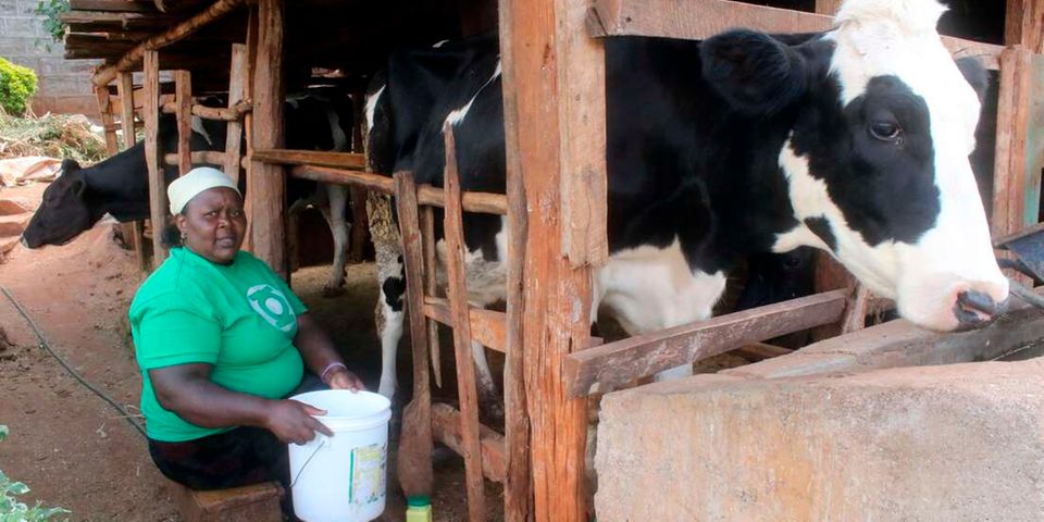 Here’s how to curb milk loss during rainy season | Nation