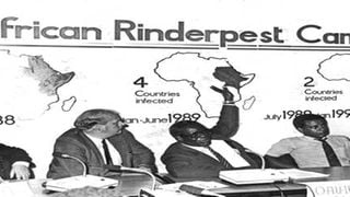 Rinderpest Campaign
