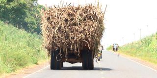 Sugarcane tractor