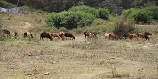 Homa Bay Housing 