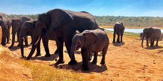 elephants zimbabwe