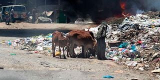 Cows feeding from garbage