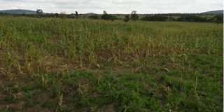 Stunted maize farm in Bomet