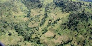 Maasai Mau Forest