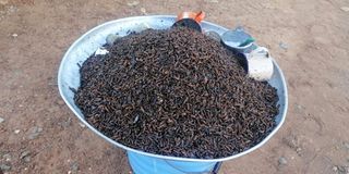 Roasted termites in Bungoma