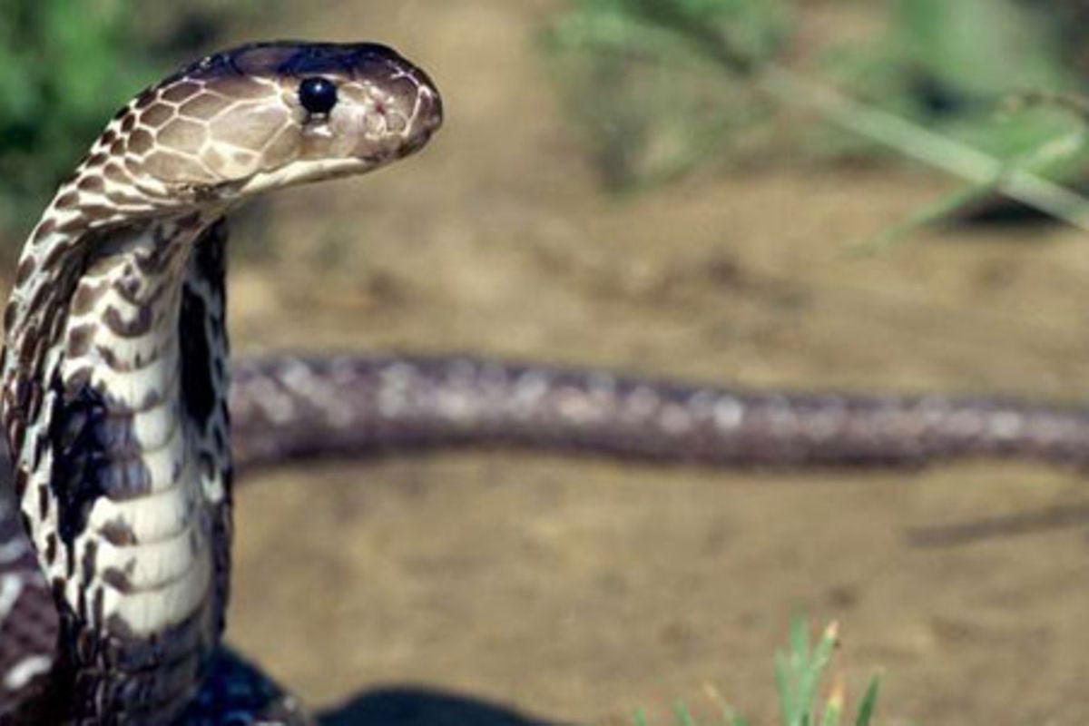 MPs plan law change to cut snake bites from compensation ...