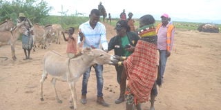 Donkeys in Turkana
