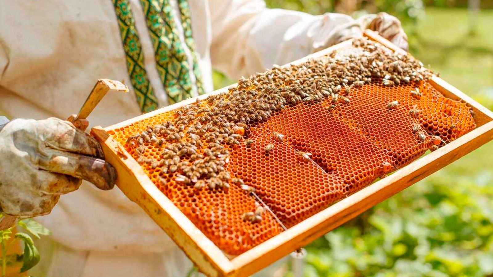 The Hive Kenya - Elevate your beekeeping with our premium