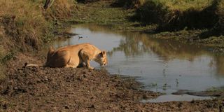 Mara Game Reserve 