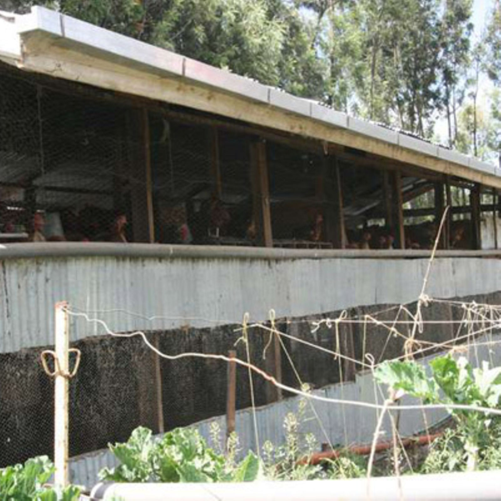 Modern Poultry House Design In Kenya / With 2.5m you can be able to put