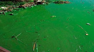 Lake Victoria algae