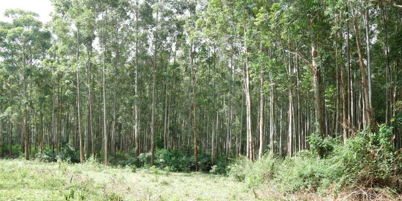 Kisii farmers’ long wait for Nyangweta forest sugar factory | Nation