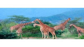 Giraffes at Namunyak Conservancy 