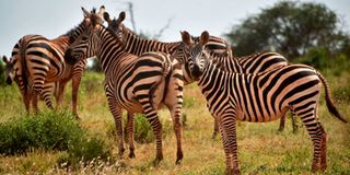 Tsavo Zebras 