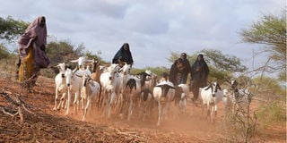Women herding goats Nunow village, Garissa County