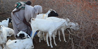 Women herding goats Nunow village, Garissa County