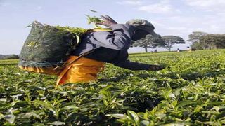 Kericho tea