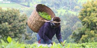Nyeri tea farmer.