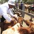 Livestock vaccination