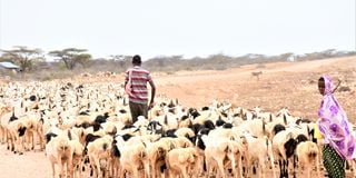 Isiolo herder