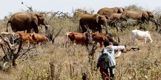 Illegal herders in Laikipia
