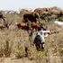 Illegal herders in Laikipia