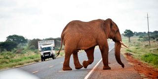 Tsavo National Park elephants