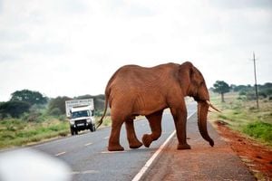 Tsavo National Park elephants