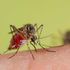 Mosquito, Malaria
