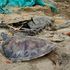 dead turtles