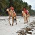 Tourists riding camels