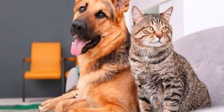 There are several ways an aspiring entrepreneur can make money from pets. 