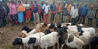 Murang'a livestock theft