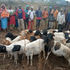 Murang'a livestock theft