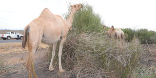 Camels feed on Euphorbia tirucalli 