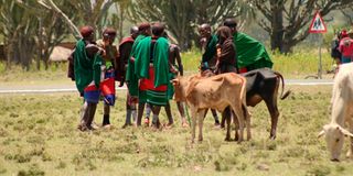 Samburu herders