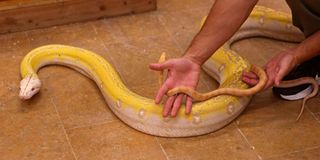 Saudi pythons