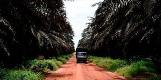 Nigeria palm plantations