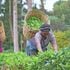 Tea farmers in Kirinyaga 
