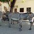 Lamu Island donkeys