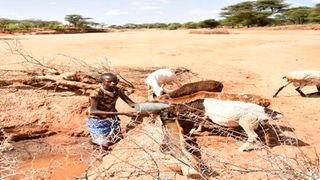 Samburu herds boy