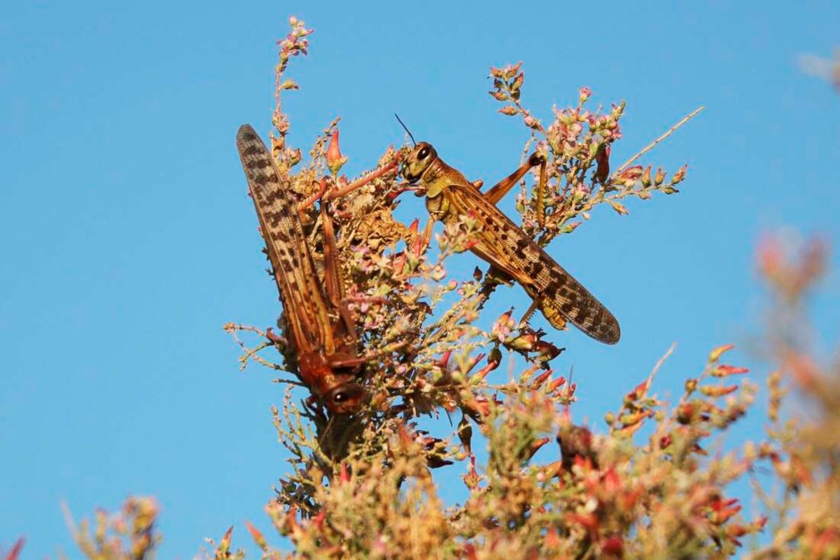 Kenya declared locust-free