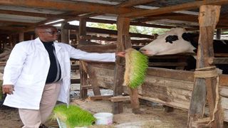 Peter Muturi Gicheha feeds his dairy cows
