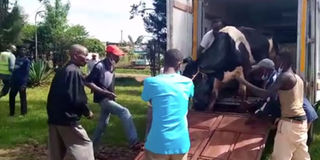 Maragua residents offload cows