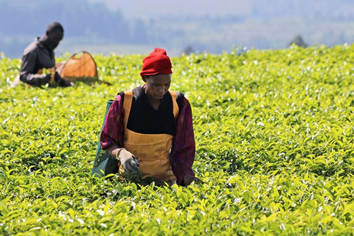 Unilever sale exposes Kenya tea sector stain