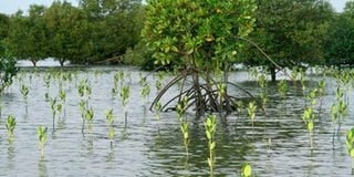 Newly planted trees at a mangrove site